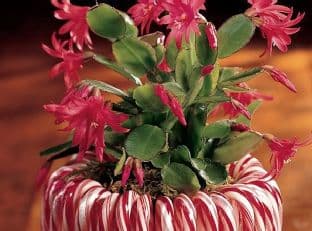 Candy Cane Planter