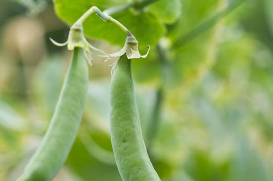 Sauteed Peas With Yuzu Kosho