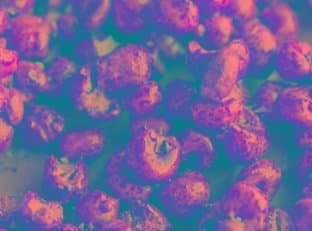 Maple Peanut Puffed Corn